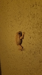 Pseudacris sierra