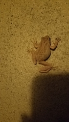 Pseudacris sierra