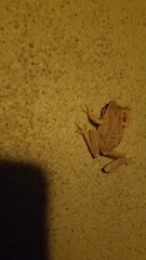 Pseudacris sierra