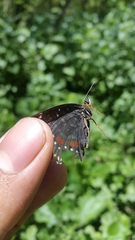 Chlosyne janais marianna