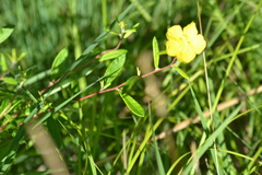 Crocanthemum canadense