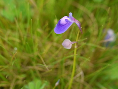 Utricularia arcuata