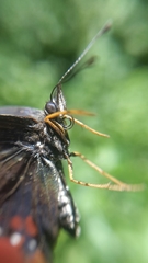 Chlosyne janais marianna