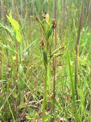 Platanthera leucophaea