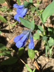 Mertensia longiflora