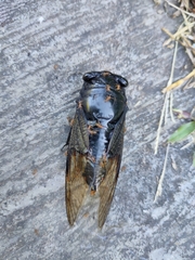 Cryptotympana holsti