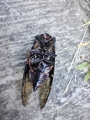 Cryptotympana holsti