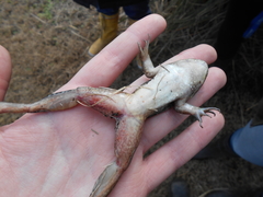 Leptodactylus luctator