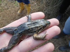 Leptodactylus luctator