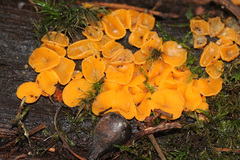 Phaeohelotium baileyanum