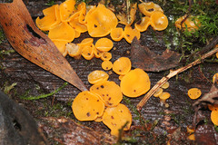 Phaeohelotium baileyanum