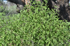 Lippia graveolens