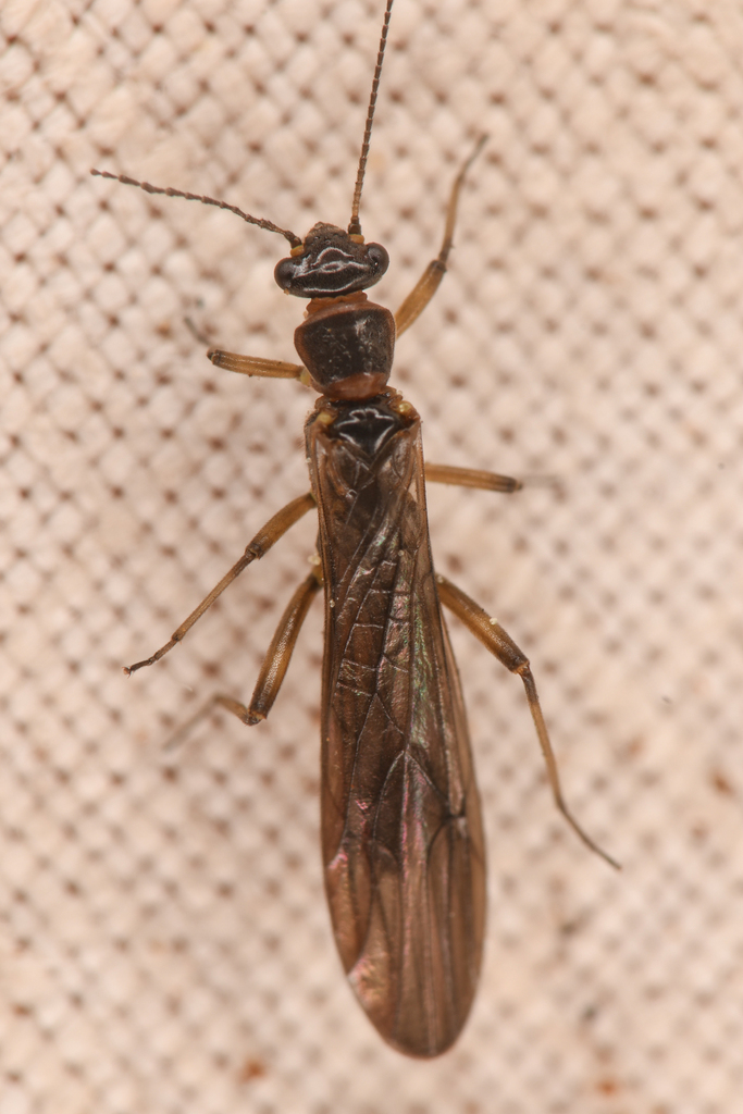 Frigid Forestfly