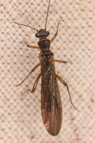 Frigid Forestfly