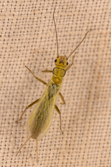 Alloperlini