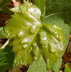 Colomerus vitis