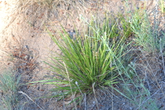 Dichanthelium depauperatum