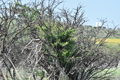 Vachellia schaffneri