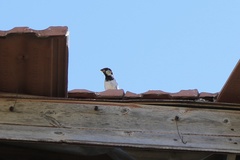 Passer domesticus
