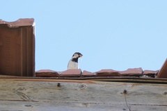 Passer domesticus