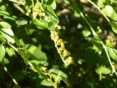 Ceanothus integerrimus