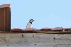 Passer domesticus