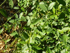 Ceanothus integerrimus