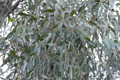 Eucalyptus chloroclada