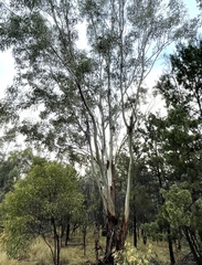 Eucalyptus chloroclada