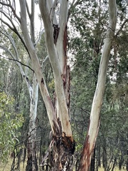 Eucalyptus chloroclada