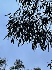 Eucalyptus chloroclada