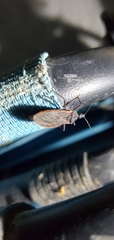 Triatoma rubida