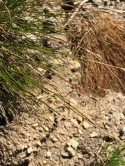 Juncus drummondii