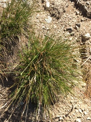 Juncus drummondii