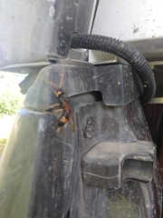 Urocerus flavicornis