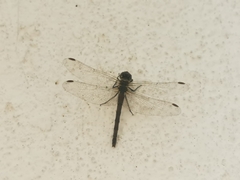 Diplacodes lefebvrii