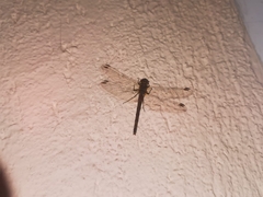 Diplacodes lefebvrii