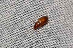 Bradycellus verbasci