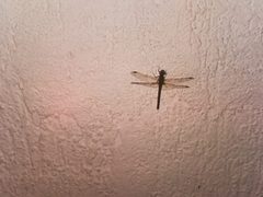 Diplacodes lefebvrii