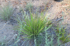 Dichanthelium depauperatum