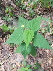 Abutilon oxycarpum