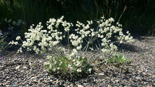 Eriogonum strictum var. proliferum