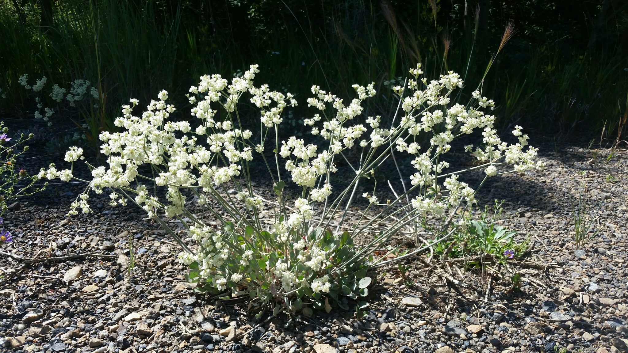 Eriogonum strictum var. proliferum