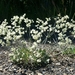 Proliferous Wild Buckwheat - Photo (c) Sharon, some rights reserved (CC BY-NC), uploaded by Sharon