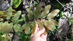 Cupaniopsis tomentella