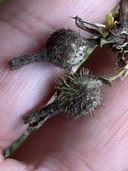 Podosphaera mors-uvae