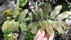 Cupaniopsis tomentella