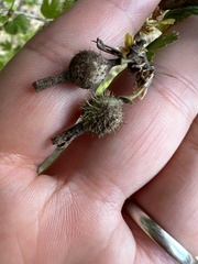 Podosphaera mors-uvae