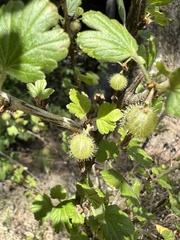 Podosphaera mors-uvae