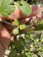 Podosphaera mors-uvae